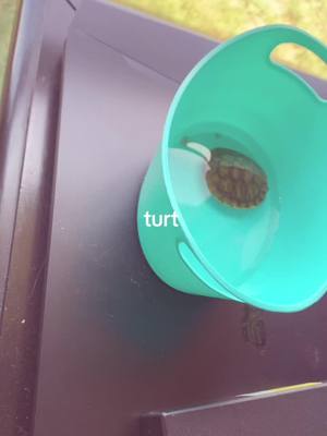 A post by @king_dekudad18 on TikTok caption: baby turt ❤️