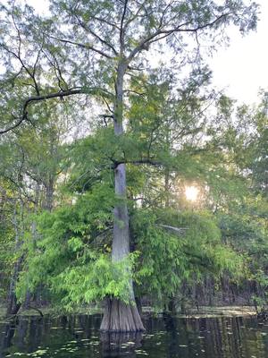 A post by @louisiana_susie on TikTok caption: Theres no place better than Muddy Bayou #louisiana #fyp #bayou #fish #catfish #boat 