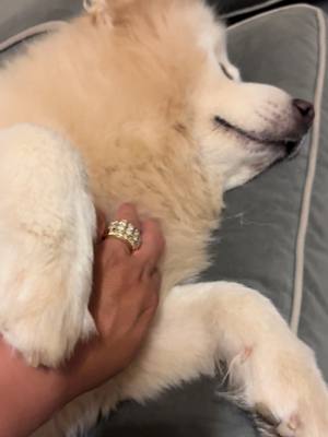 A post by @danielathechowmix on TikTok caption: Tickle Tickle 2 #dog #pet #chowchow 