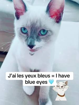 A post by @learn_french_teacher on TikTok caption: Learn french voacbulary #learnfrench #kittensoftiktok #kitten #siamesecat #siamesekitten #learnfrench #beginnerfrenchlessons #learnsomethingnew #kidsfrenchlesson #learnsomethingneweveryday 