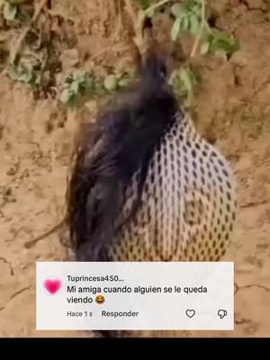 A post by @tuprincesa450 on TikTok caption: #viral #bff #bff #humor #like 