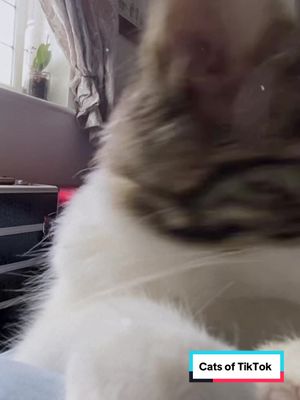 A post by @ on TikTok caption: #CapCut #cats #cat #catsoftiktok #catlover #foryou #lifelessons 