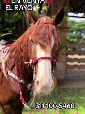 A post by @luis.caballos on TikTok caption: ‼️EN VENTA EL RAYO ⚡️🐴‼️#fyp #parati #caballos #foryou #foryoupage #viral #rancho #comprayventa #ventas #cowboy #caballosenventa 