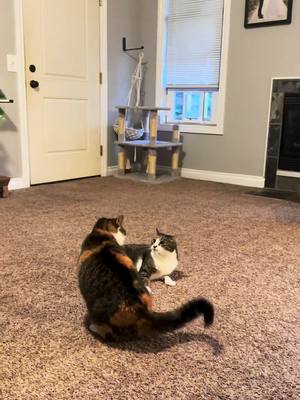 A post by @bradsblocks on TikTok caption: Fighting over me again… #thecatcave 