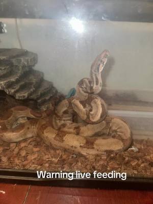 A post by @392_ghostryder on TikTok caption: Live feeding warning keep scrolling. #hogislandboa #hogisland #livefeeding #boa #boaconstrictor 