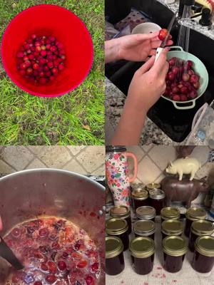 A post by @krissyleblanc on TikTok caption: Fresh plum jelly for our homemade biscuits. 😋 #homesteadingjourney #cannedjelly #plumjelly #plumtrees #freshbiscuits #biscuits&jelly #homemaker #fyp 