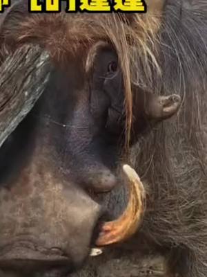 A post by @animal3132 on TikTok caption: Warthog puffs into old age still looks good.