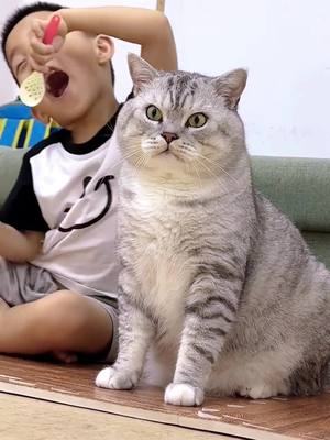 A post by @petsau on TikTok caption: Zhuangzhuang's silly look is so cute🤣#pet #fyp #cat #cutecat #funnyvideos #cats 