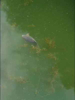 A post by @pukkacarphookers on TikTok caption: #drone #dronevideo #carp #lake #birdeyeview #carptok #🎣 