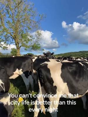 A post by @lburton4220 on TikTok caption: #girlsinagriculture #dairyfarm #cows #girlsinag 