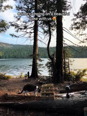 A post by @beans_theadventurecat on TikTok caption: Had a beautiful birthday weekend camping at a lake in the mountains #cat #adventurecat #lake #fishing #sunset #camping #catfish 