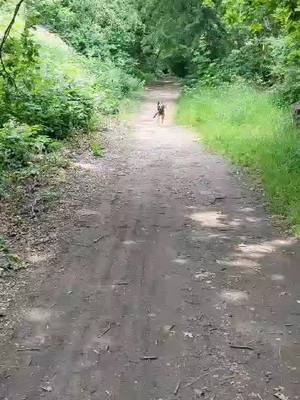 A post by @tickiditokwoman on TikTok caption: Happy dog #dogs #fyp #mali malinois 