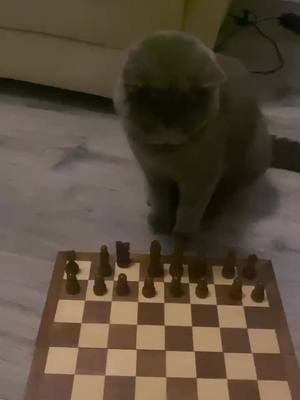 A post by @millwallhbomb06 on TikTok caption: My cat is such a cheat #THETORTUREDPOETSDEPARTMENT #viral 