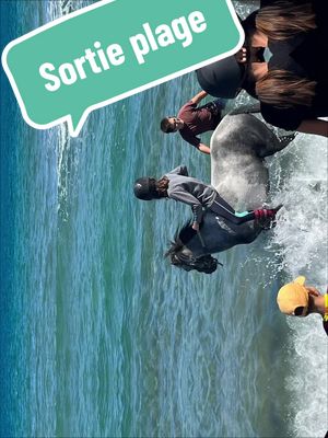 A post by @steph6623 on TikTok caption: #chevaux #plage 