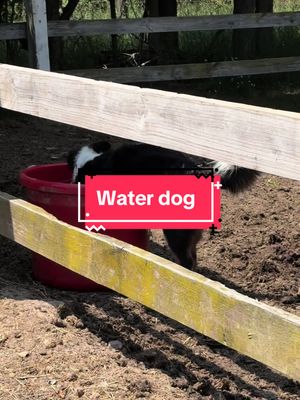 A post by @skinnychicken05 on TikTok caption: #puppy #funnyanimals #waterdog #waterdogs #doggo #fypage #foryoupage 