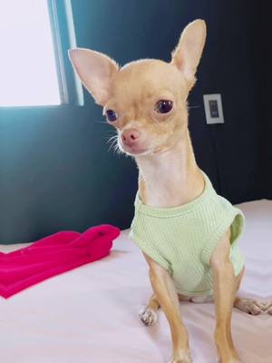 A post by @miachihuahuita on TikTok caption: #chichuahua #perritos 