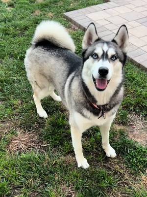 A post by @roodydoo on TikTok caption: Lady the husky #rescuedog #husky #fyp #cutedogs #letsdance #dogsoftiktok 