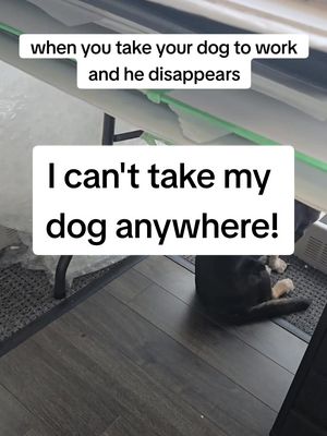 A post by @poochnsmooch on TikTok caption: my dog has a private life I don't know about. I take him to work and he disappears on me, only to find him staring out the window watching for geese. He hates geese. #funnydog #doglove #doggo 