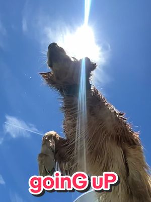 A post by @ on TikTok caption: gEttiNg aiR thiS suMmer  #airbud #goldensoftiktok #goldenretriever #goldenretrieverlife #dogsswimming #Summer 