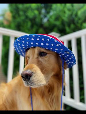 A post by @brewski.o on TikTok caption: Beach boy 🏖️ #goldenretriever #Summer #dogsoftiktok 