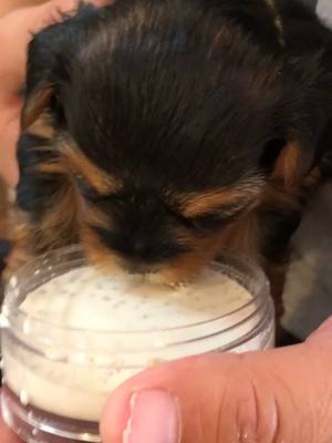 A post by @yorkiefamily04 on TikTok caption: #yorkie #puppytiktok #dogsoftiktok #CapCut #puppy #puppylife 