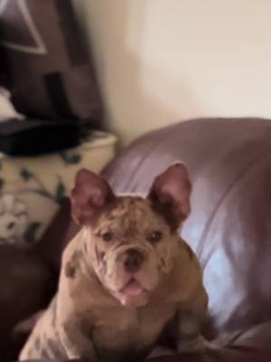 A post by @navjotkang5911 on TikTok caption: ❤️Shaivi #americanbully 