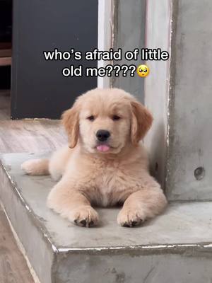 A post by @molsonandmaple on TikTok caption: you should be 😈 #puppy #whosafraidoflittleoldme #goldenretriever #goldenpuppy #dogsoftiktok #goldenretrieverpuppy #taylorswift 