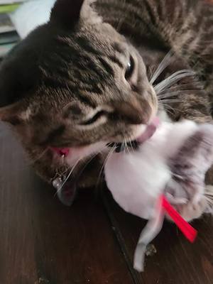 A post by @mimi_the_screaming_cat on TikTok caption: It is now Rue's "baby" lol #Potaroma #cats #catsoftiktok 