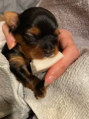 A post by @yorkiefamily04 on TikTok caption: I can’t believe this was 3 years ago💕#yorkie #puppytiktok #dogsoftiktok #CapCut #puppy #puppylife #baby #puppylove #yorkiesoftiktok 