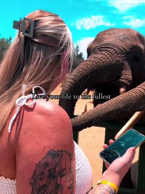 A post by @gabby_misiun on TikTok caption: #CapCut #tunisia #elephants #fyp #trending #viral 