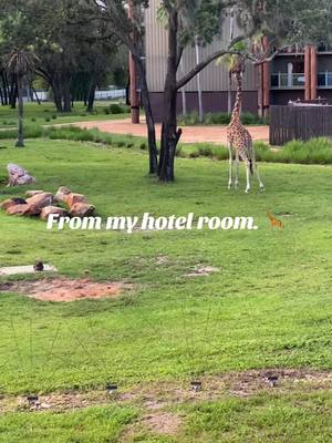 A post by @frederick on TikTok caption: View ftom my hotel.  #fredpenney #lawyersoftiktok #giraffe #animalkingdom #disney 