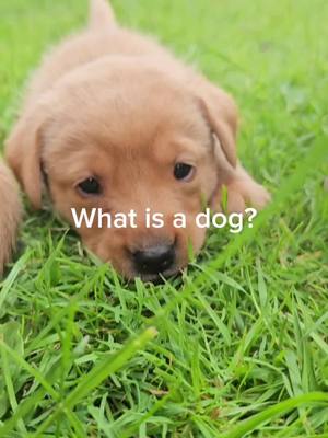 A post by @fleurs_trained_k9 on TikTok caption: it's that time of year where our little up and coming ftk9 detection dogs start their environmentals ❤️ #labrador #foxred #puppy #ftk9 #dogtraining #detectiondog #searchdog #workinglab #family #fyp #foryou 