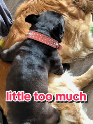 A post by @ on TikTok caption: aPpreciate the lOve buT somEtimes it iS a lot… #goldenretrieverlife #teamwork #goldenretriever #golden #goldensoftiktok #dogtok #dogtiktok #funnydog #funnydogs #puppy #puppylove 