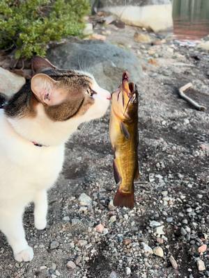 A post by @beans_theadventurecat on TikTok caption: Its finally lake season! #cat #fish #catfish #adventurecat #camping #california #lakelife #fishing 