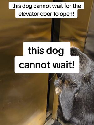 A post by @poochnsmooch on TikTok caption: The impatience on this dog!!! He wants to pry that door open. Does your dog do that? damn! #funnydogvideos #dog 