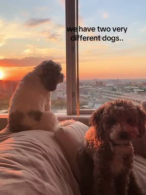 A post by @franknstien on TikTok caption: Kylo & Kenji ♥️ #sunset #dogsoftiktok #poodles #cockapoo #toypoodle #puppy #fyp #fypシ゚viral #fypage #foryou 