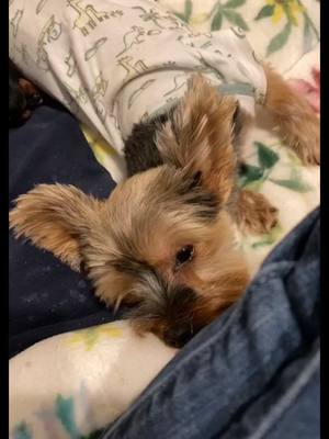 A post by @yorkiefamily04 on TikTok caption: #yorkie #puppytiktok #dogsoftiktok #puppy #puppylife #yorkiesoftiktok #puppylove #motherslove 