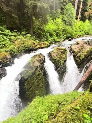 A post by @feralfarmky on TikTok caption: Give me a cabin in the Olympic National Forest and I can die happy. #traveltiktok #travel #washingtonstate #washington #portangeles #portangeleswashington #portangeleswa #victoriabccanada #victoriabc #forkswashington #forks #twilightsaga #twilighttiktok #welcometoforks #mistyvalleyinn #olympicnationalpark #olympicnationalforest #solducfalls #solducriver #madisonfalls #crescentlake #elwhavalley #elwhariver #hohriver #hohrainforest #hallofmosses #rubybeach #olympicpeninsula #pacificnorthwest #pnw #fyp 