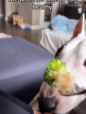 A post by @adorabull_terriers on TikTok caption: Eats half my broccoli but that piece was poison 🥦☠️ #dog #dogsoftiktok #dogs #doglover #humor #funny #funnyvideo #funnymoments #relatable @Titan 