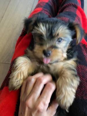 A post by @yorkiefamily04 on TikTok caption: #dogs #dogsoftiktok #justababy #puppiesoftiktok #dog #puppytiktok #puppies #puppy #yorkie  #yorkiesoftiktok #yorkiepuppy