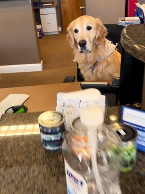 A post by @maryrocc on TikTok caption: 10/10 veterinary service #fyp #goldenretriever #vetmed #dogsoftiktok @Georgia Veterinary Associates 