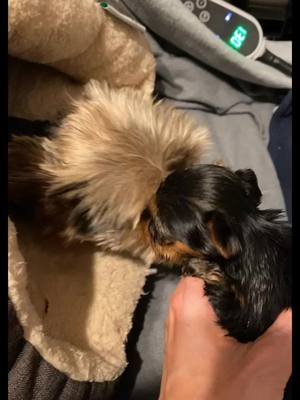 A post by @yorkiefamily04 on TikTok caption: A Moms work is never done 💕      #creatorsearchinsights #dogs #dogsoftiktok #justababy #puppiesoftiktok #dog #puppytiktok #puppies #puppy #sassydog #yorkie  #yorkiesoftiktok #yorkiepuppy 