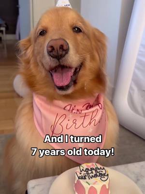 A post by @whiskeyretriever on TikTok caption: Happy birthday to ME!! I turned seven today, yet I'm still just the same baby from 7 years ago!! 🐕🥹