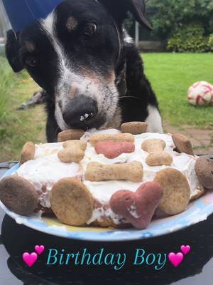 A post by @sammy_the_bdc on TikTok caption: Sammys 12th Birthday and still the best pup anyone could ask for❤️ #bordercollie #dogsoftiktok #sammythebdc #neverjustadog #dogs #birthday #dogbirthday #bordercolliesoftiktok #puppiesoftiktok #puppy 