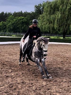 A post by @ah.fotografie on TikTok caption: Wieviele tricks kann euer Pferd?🤔🥰 #horse #equestrian #foryou #HorseRiding #fyp #connemara #connemarapony 