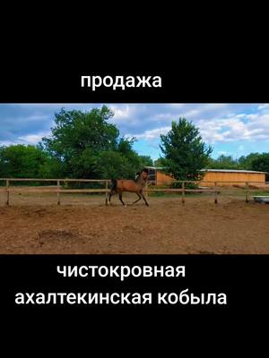 A post by @alexanderchervyako6 on TikTok caption: #продажалошадей #horse #лошади #ахалтекинец 