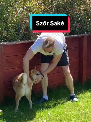 A post by @marczalilaszlo on TikTok caption: Élet egy shiba inuval… #shiba #shibainu #dog #shreddingseason #foryou #nekedbelegyen #nekedbelegyen❤️ #kutya #vedlés #vedlik @Greiner Balázs 