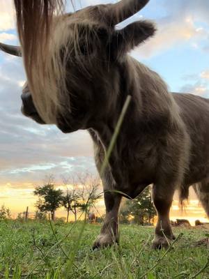 A post by @corrinedimmitt on TikTok caption: I think I’m his favorite … ♥️ #highland #Howard #farmlifeisthebestlife #favoriteperson #bulls #summernights 