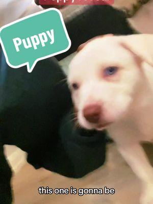 A post by @dmorea4 on TikTok caption: What is the cutest puppy.    #lilspaz #comedy #humor #dmorea4 