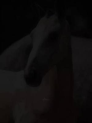 A post by @horse4ka._.d8 on TikTok caption: #horse#rge#★★★#horseoftiktok#fyp#fyppppppppppppppppppppppp#jamping#equestrian#horsesoftiktok#equestrianlife#гламур # 